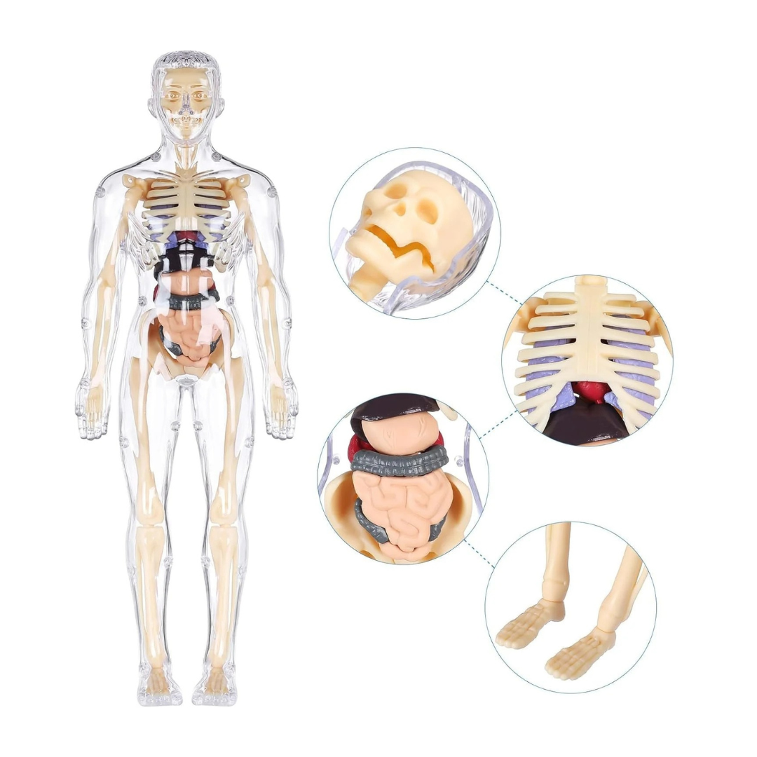 BodyPuzzle - 3D set za istraživanje ljudskog tela